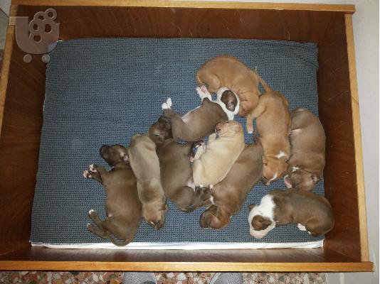 PoulaTo: American Pitbull red nose